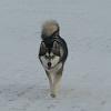 scout 12-2010 12